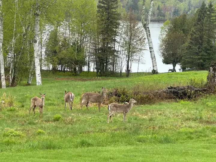 Deer in the grounds